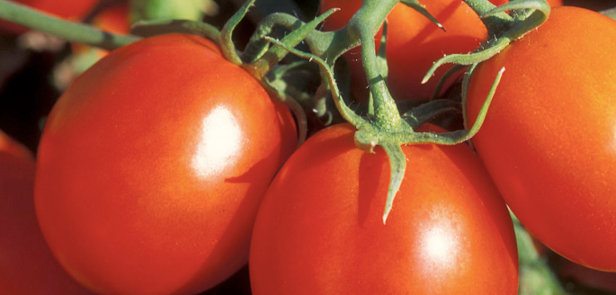 tomatoes, growing tomatoes, tomato plants
