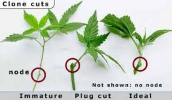 Growing marijuana from cuttings